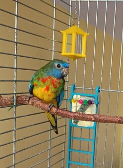 Neoféma modrohlavá - 2