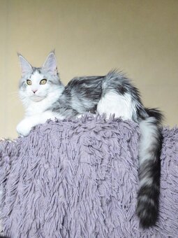 Mainská mývalí kočička s PP - 2