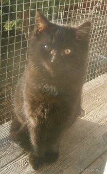 Černý hodný medvídek 3měsíční Míša hledá domov. - 2