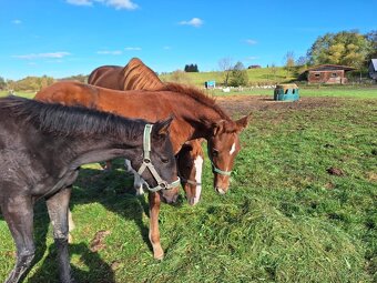 Hřebeček k rezervaci - 2
