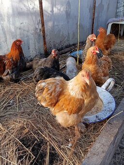 Kočinka zakrslá - 2