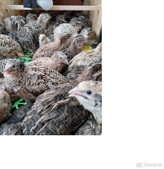 NV Japonské křepelky - 2