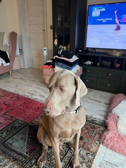 Výmarský ohař - 2