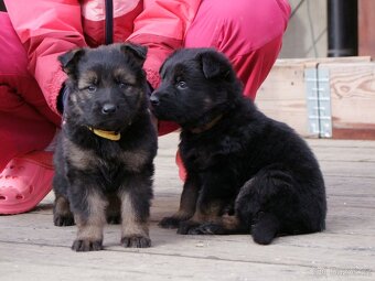 Německý ovčák štěňata - fenky - 2