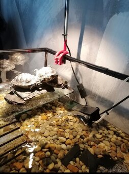 Želvičky poloostrovní - 2