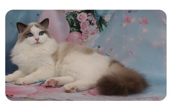 Ragdoll kočička s PP - blue bicolour - 2