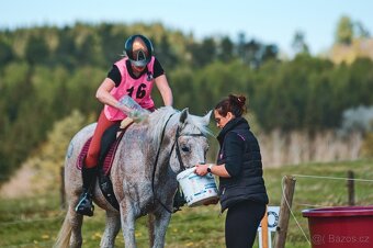 Připouštění Shagya arab Jussuf V-CZ Festival - 2