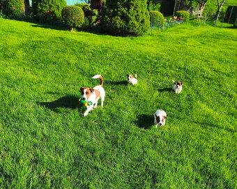 Štěňátka Jack Russell teriér - hladkosrstá s PP - 2