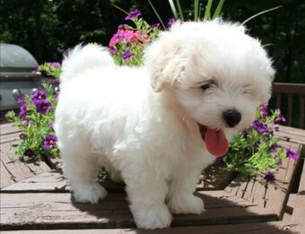 Maltipoo štěňátka - 2