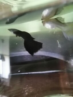 Full black paví ocka - 2