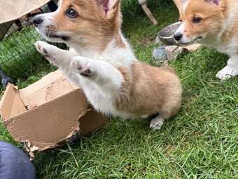 welsh corgi pembroke - 2