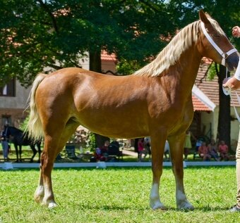 Welsh Cob klisna - 8 let - 2