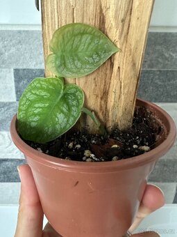 Monstera Dubia s dřevěnou oporou - 2