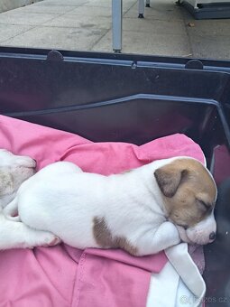 Jack russel teriér - 2
