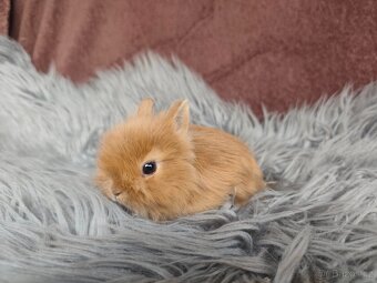 Krásná Teddy mláďátka s VP - 2