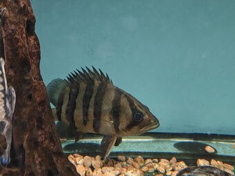 DATNIOIDES MICROLEPIS - 2
