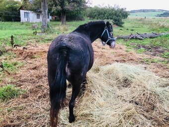 Predam pony kobylku - 2