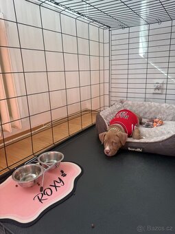 🐶Na prodej- fenečka American Bully Pocket 🐶 - 2