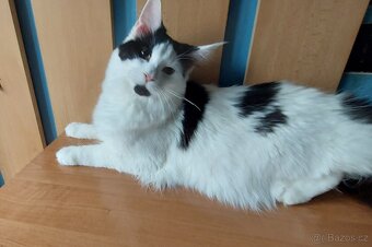 Mainska myvalia Mainne coon Mco - 2