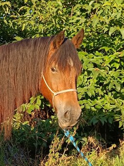 Prodám Welsh Cob D - 2