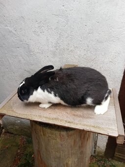 Český strakáč - 2