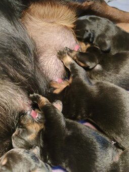 ŠTĚŇÁTA ROTTWEILER /ROTVAJLER - 2