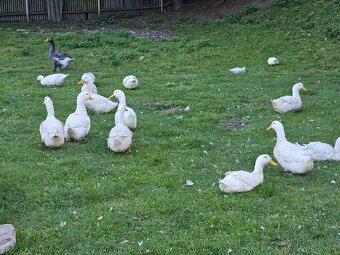 Pekinkské kachny - 2
