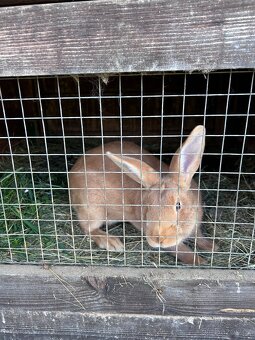 Samička králíka - 2