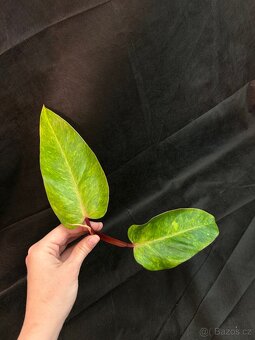 Philadendron Painted Lady - 2