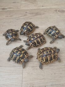 Prodám  půlroční mláďata želvy zelenavé T.Hermanni - 2
