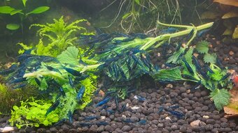 Krevetka Blue Dream - 2