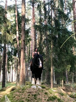 Shire horse - 2