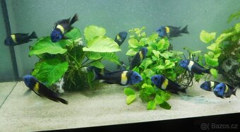 Tropheus duboisi "Maswa" - 2