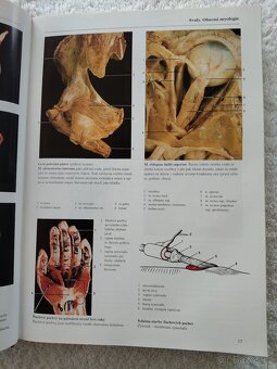 Anatomie člověka - 2