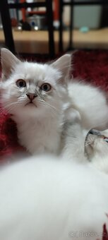 Koťátka ragdoll bez PP - 2
