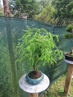 Bonsai,bonsaj Metasekvoj - 2