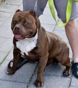 American Bully extrem s PP - 2