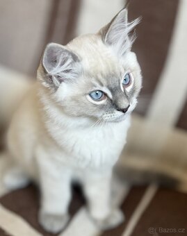 Nádherný Ragdoll kocourek bez PP - 2