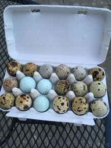 Křepelčí vajíčka - 2