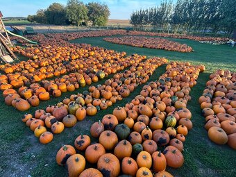 Dýně všech druhů - 2