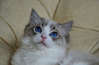 Povahově jedinečný kocourek Ragdoll s PP - 2