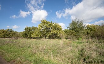 Prodej meruňkového sadu, 14 896 m², Hustopeče u Brna - 2