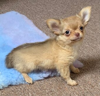 Čivava dlouhosrstá štěňátka - 2