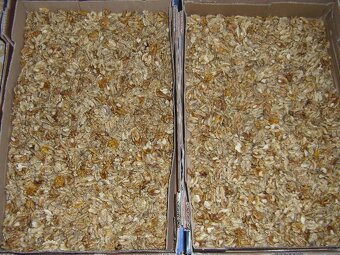 Prodáme VLAŠSKÉ OŘECHY - 2