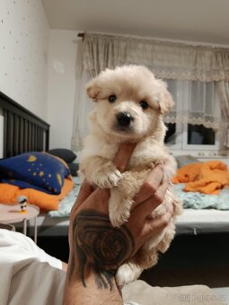 Zlatý retrívr Fenka - 2