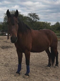 Valach na prodej - 2