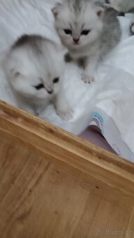 Britská koťátka  s PP - 2
