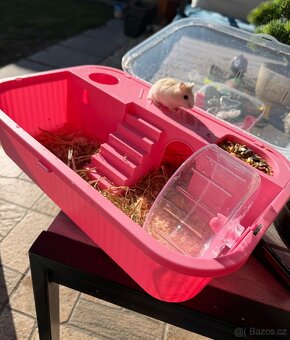 Křeček džungarský - 2