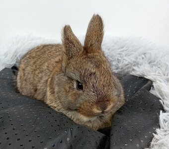 Zakrslý králíček H3 - 2