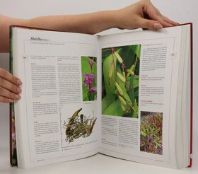 Encyklopedie tulipánů, hyacintů, begonií a dalších ..rostlin - 2